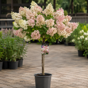 Hortenzia metlinatá (Hydrangea paniculata) ‘MAGICAL CANDLE’ - výška 70-90 cm, kont. C10L - NA KMIENKU